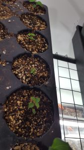 Bunchberry Seedlings