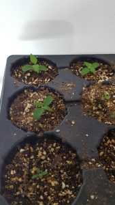 Red Osier Dogwood Seedlings