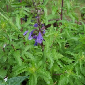 Dragonhead/Moldavian Balm (Dracocephalum moldavicum) Non Native