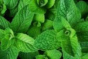 Spearmint (Mentha spicata) Naturalized