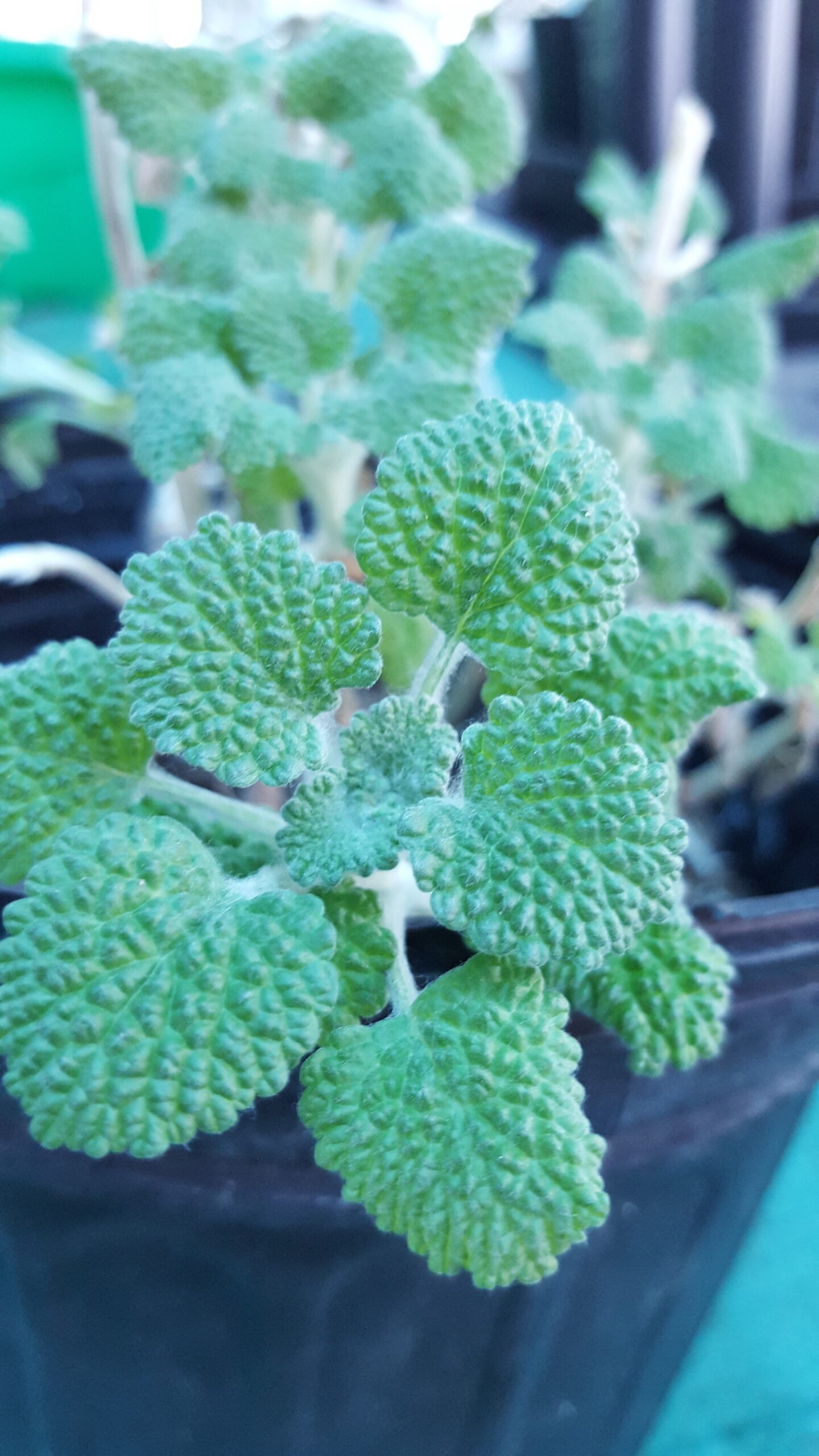 White Horehound (Marrubium vulgare) Naturalized