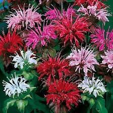 Beebalm (Monarda Didyma) Canada Native