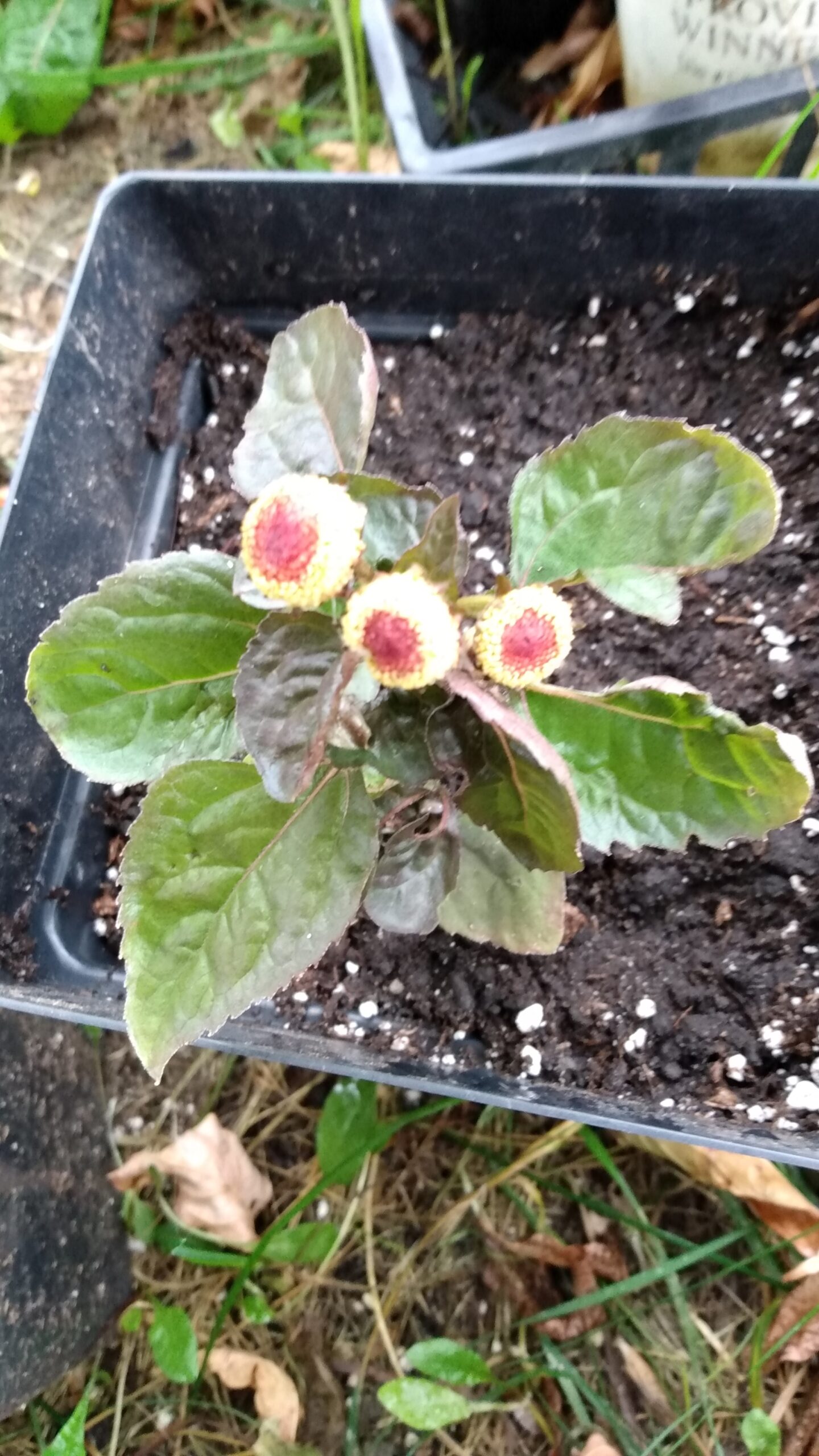 Buzz Buttons/Toothache Plant (Spilanthes achmella) Non Native