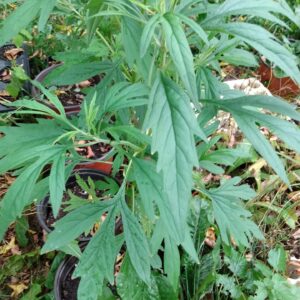 Chinese Motherwort (Leonurus cardiaca) Non Native