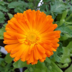 Erfurter Calendula (Calendula Officinalis) Non Native