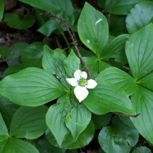 Bunchberry (Cornus canadensis) Alberta Native