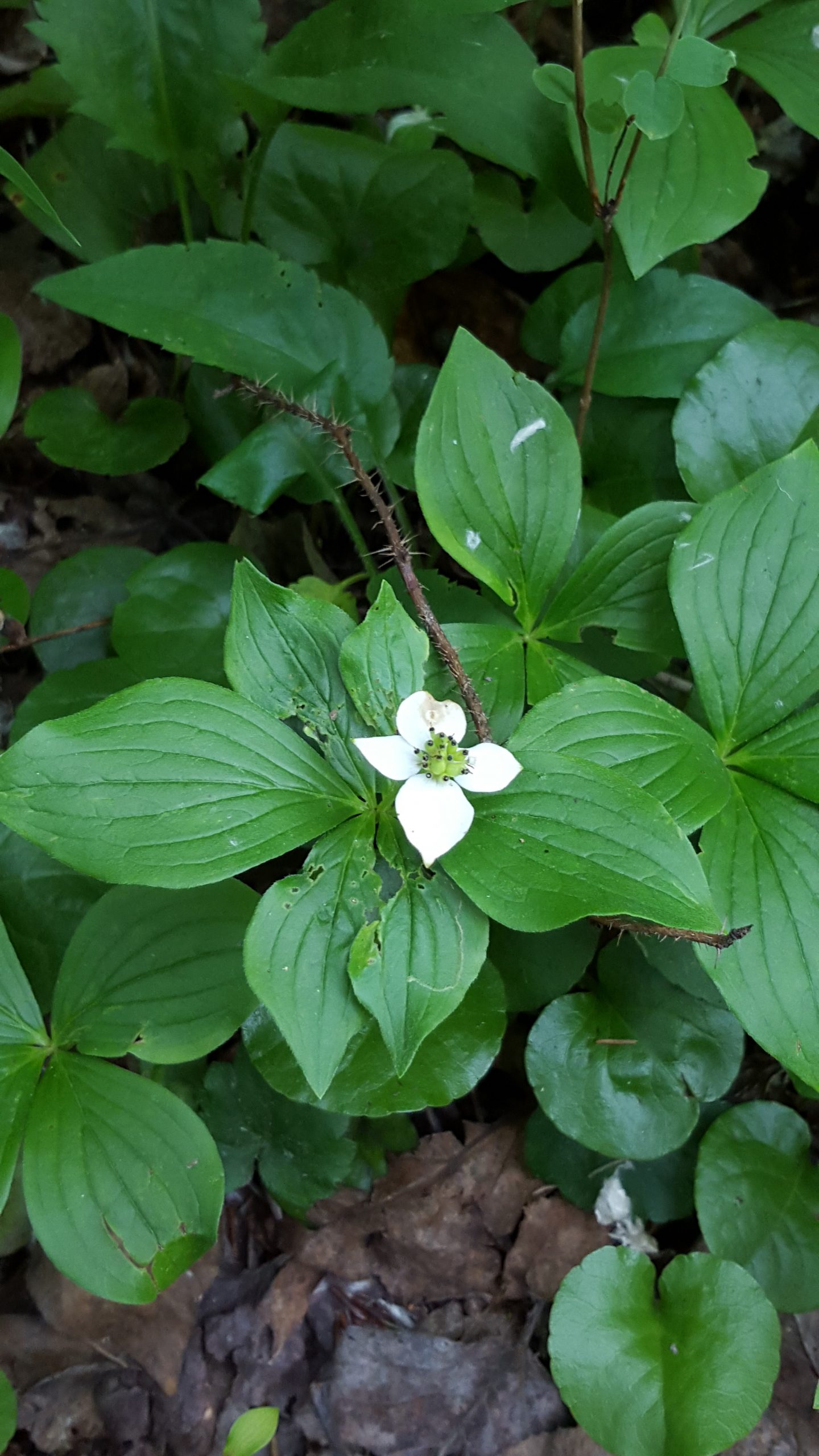 Bunchberry (Cornus canadensis) Alberta Native