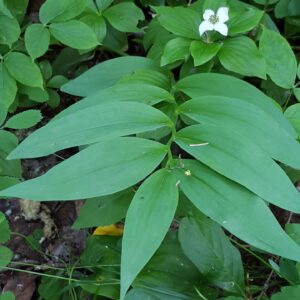 Star Flowered False Solomon's Seal (Maianthemum stellatum) Alberta Native