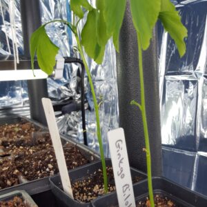 Ginkgo Biloba (Ginkgo Biloba) Non Native