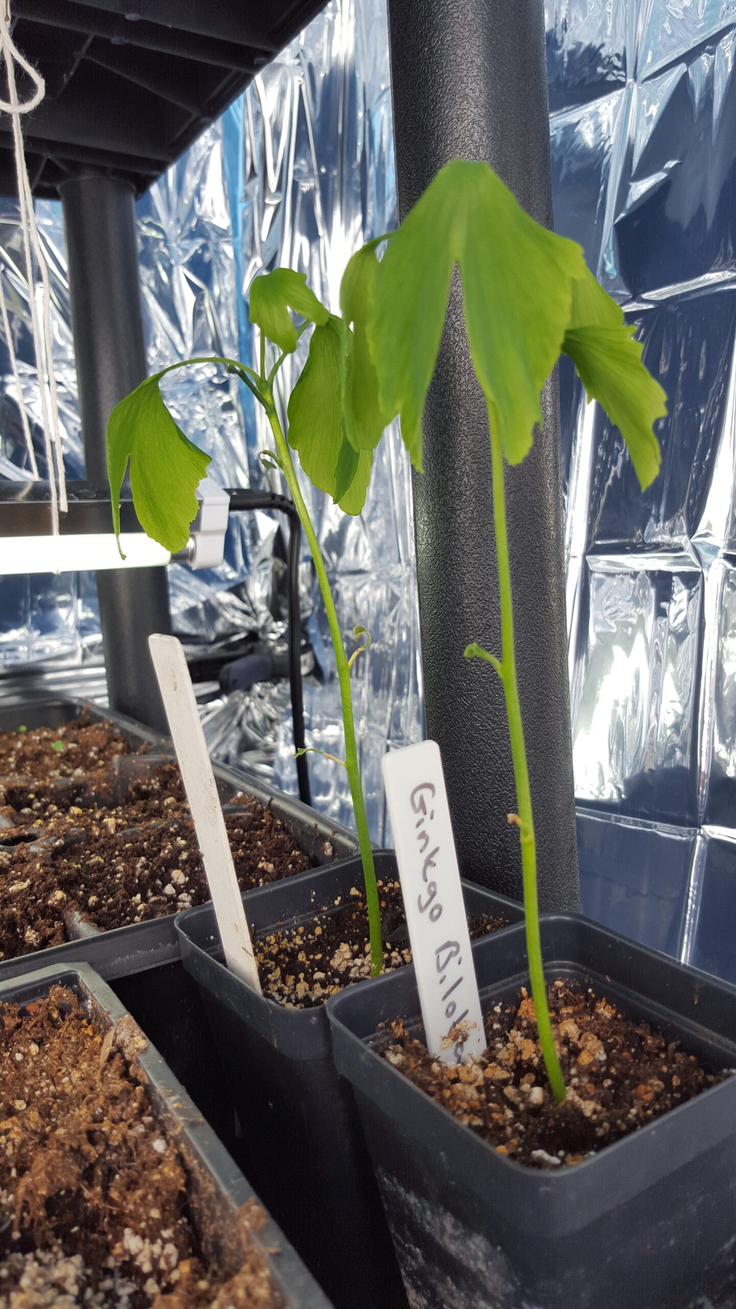 Ginkgo Biloba (Ginkgo Biloba) Non Native