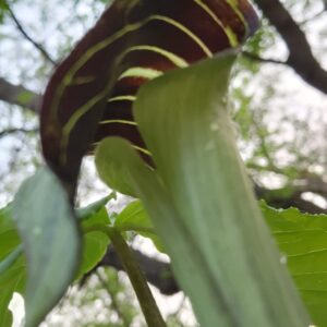 Jack in the Pulpit (Arisaema triphyllum) Canada Native