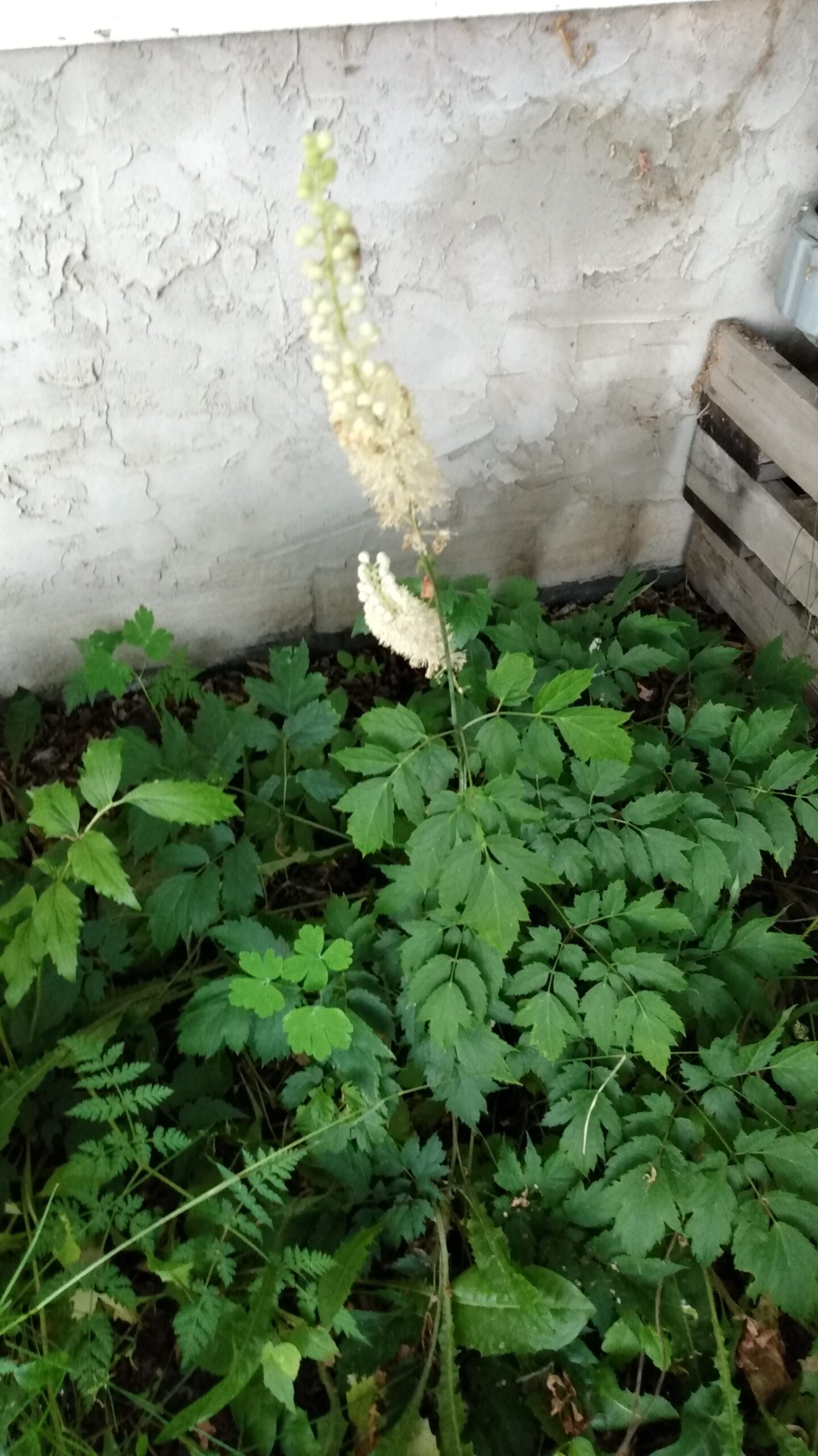 Black Cohosh (Cimifuga/Actaea racemosa) Canada Native