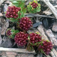 Roseroot (Rhodiola rosea) Canada Native