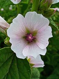 Marshmallow (Althaea officinalis) Naturalized
