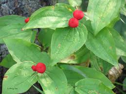 Fairybells (Disporum trachycarpum) Alberta Native