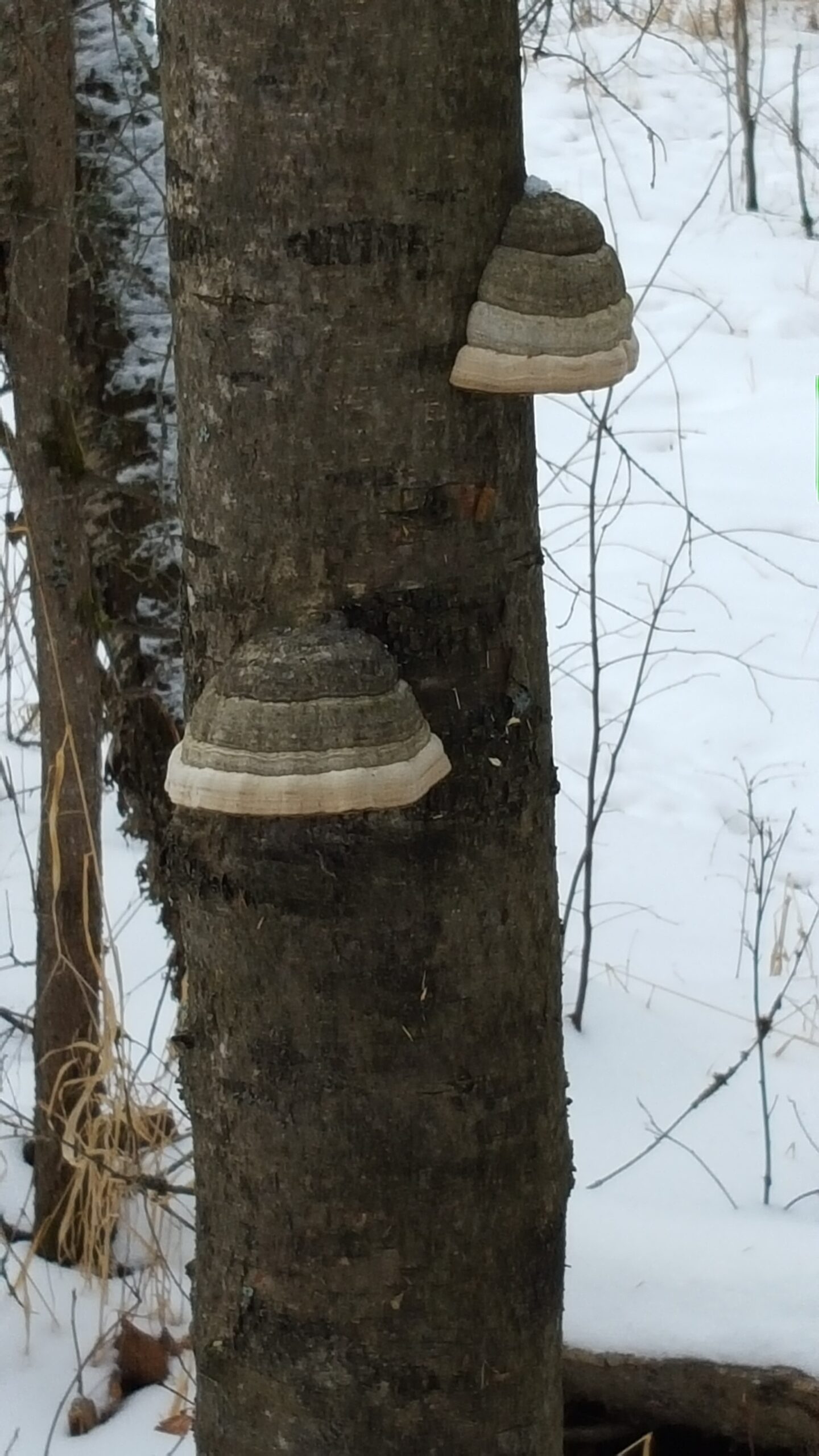Guided Nature Tour - Image 3