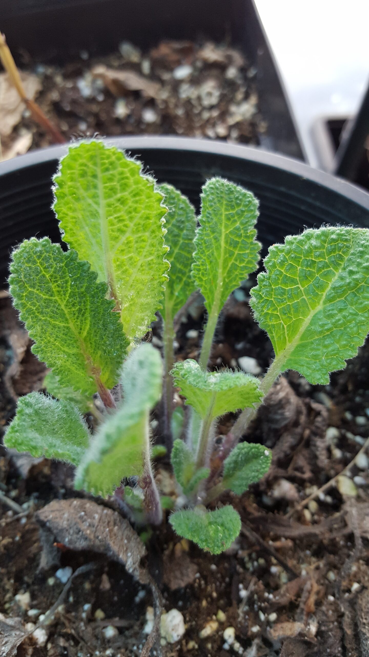 Clary Sage (Salvia sclarea) Non Native