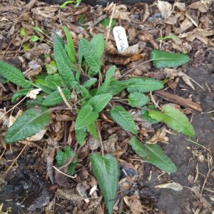 Cultivated Medicinals