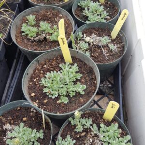 Small Leaved Pussytoes (Antennaria parvifolia) Alberta Native