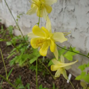 Columbine, Yellow (Aquilegia flavens hybrid)  semi Alberta Native