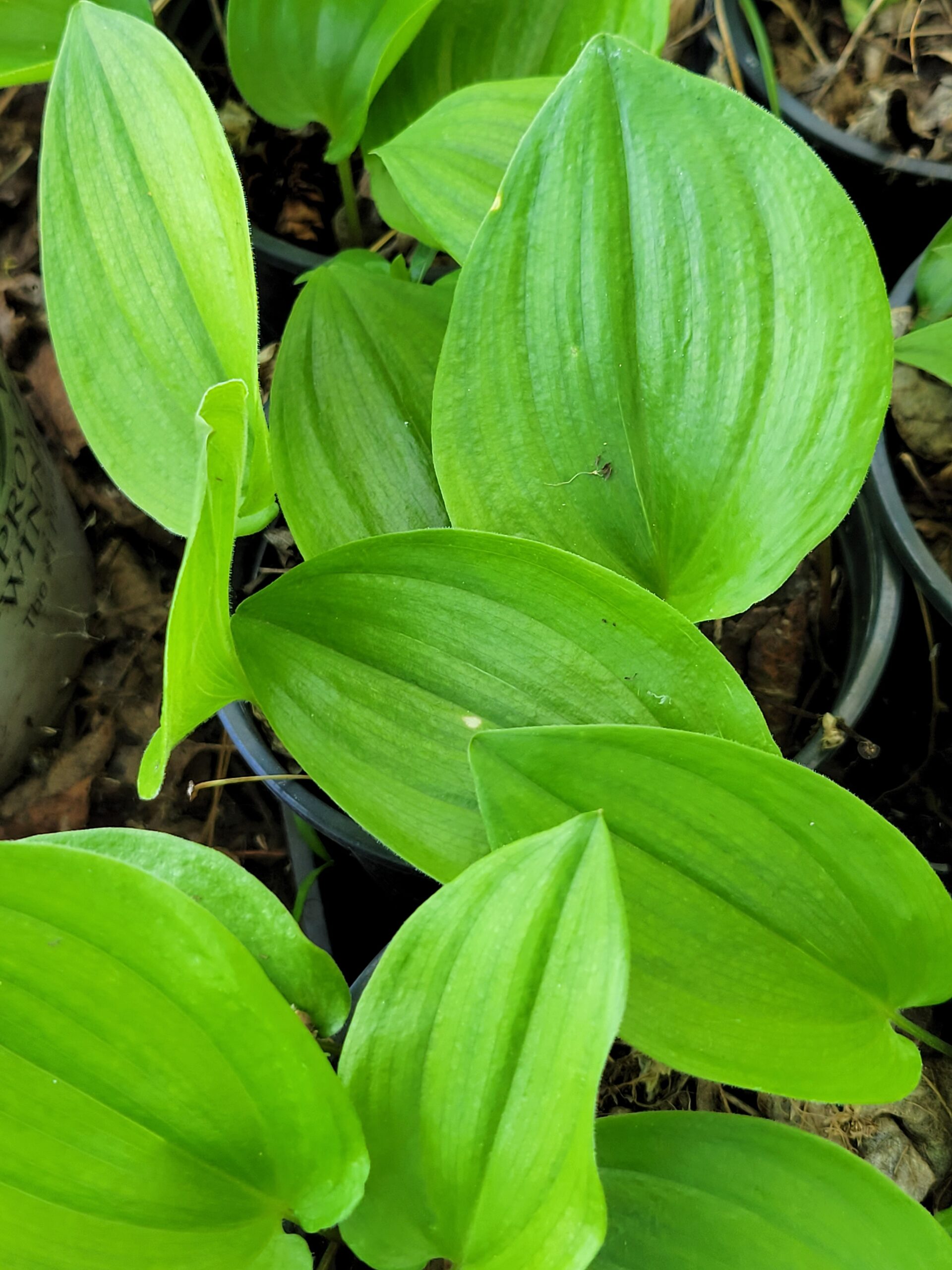 Canada Mayflower/Canada Lily of the Valley (Maianthemum canadensis) Alberta Native