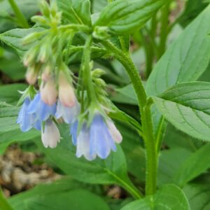 Tall Lungwort (Mertensia paniculata) Alberta Native