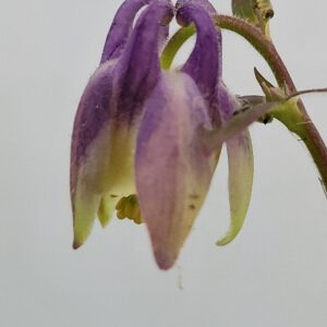 Columbine, Small Flower/Blue (Aquilegia brevistyla) Alberta Native