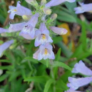 Beardtongue, Slender (Penstemon gracilis) Alberta Native