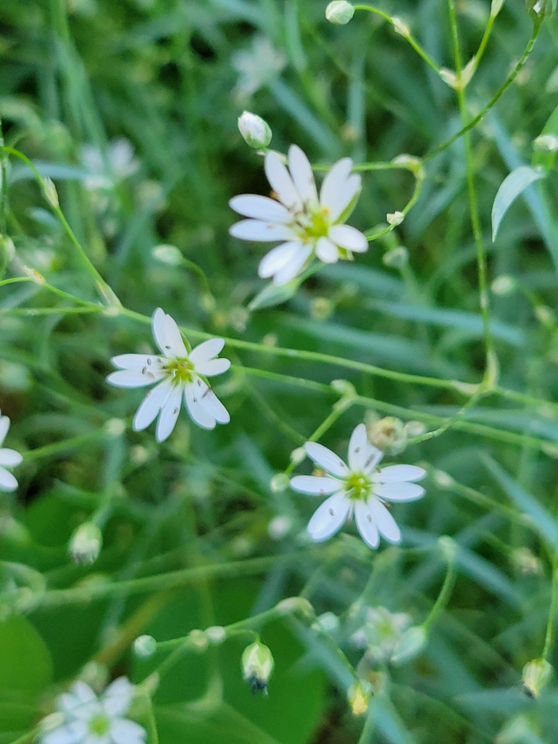 Long Stalked Chickweed (Stellaria longipes) Alberta Native
