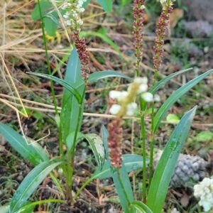 Alpine Bistort (Bistorta vivipara) Alberta Native