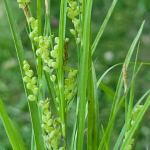 Golden Sedge (Carex aurea) Alberta Native