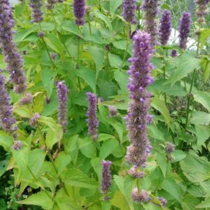 Giant/Anise Hyssop (Agastache foeniculum) Alberta Native