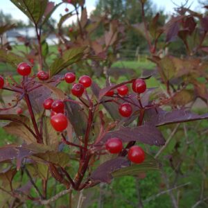 Cranberry, Highbush (Viburnum opulus) Alberta Native