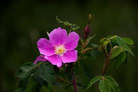 Rose, Prickly (Rosa acicularis) Alberta Native