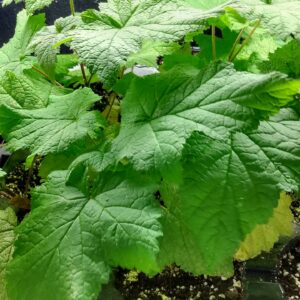 Thimbleberry (Rubus parviflorus) Alberta Native