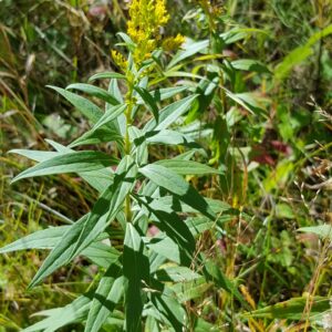 Goldenrod, Western Canada (Solidago lepida) Alberta Native