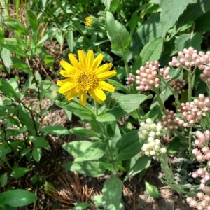 Arnica, Hairy (Arnica mollis) Alberta Native