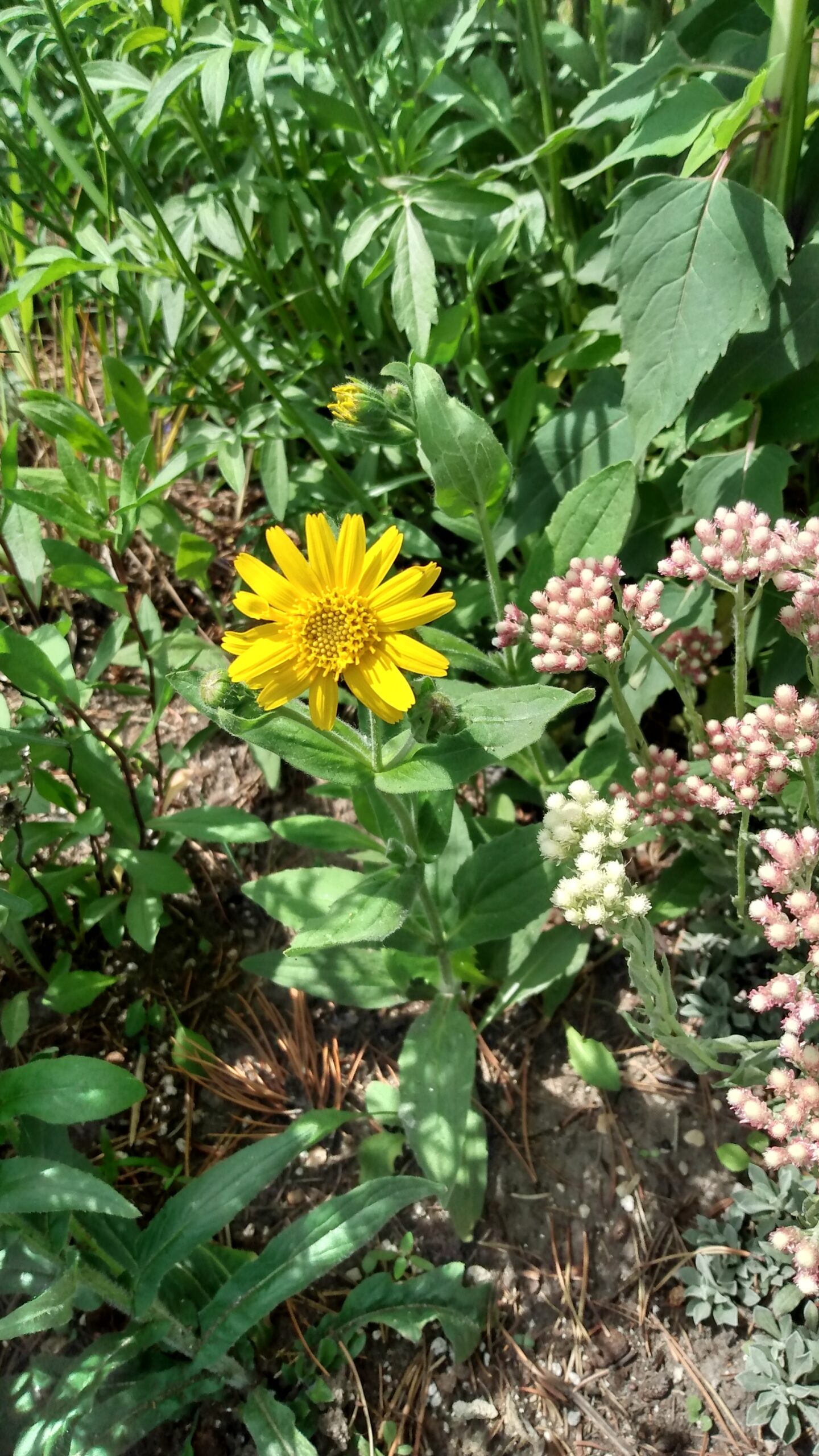 Arnica, Hairy (Arnica mollis) Alberta Native