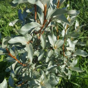 Wolf Willow (Eleagnus commutata) Alberta Native