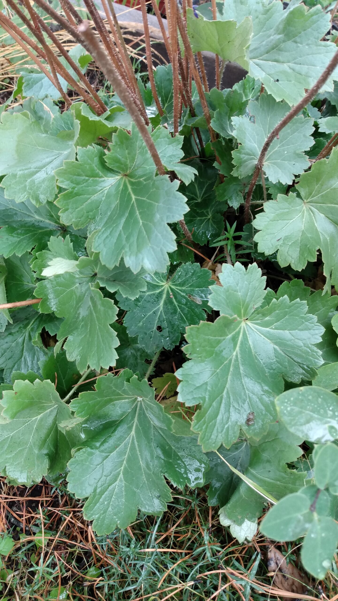 Alumroot, Prairie (Heuchera richardsonii) Alberta Native