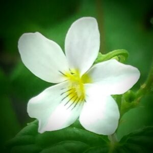Violet, Canada (Viola canadensis) Alberta Native