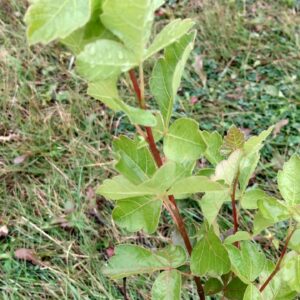 Sumac, Sweet/Aromatic (Rhus aromatica) Alberta Native