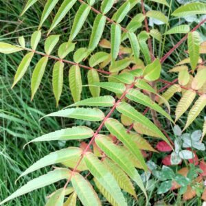 Sumac, Staghorn (Rhus typhina) Canada Native