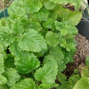 Lemon Balm (Melissa officinalis) Non Native
