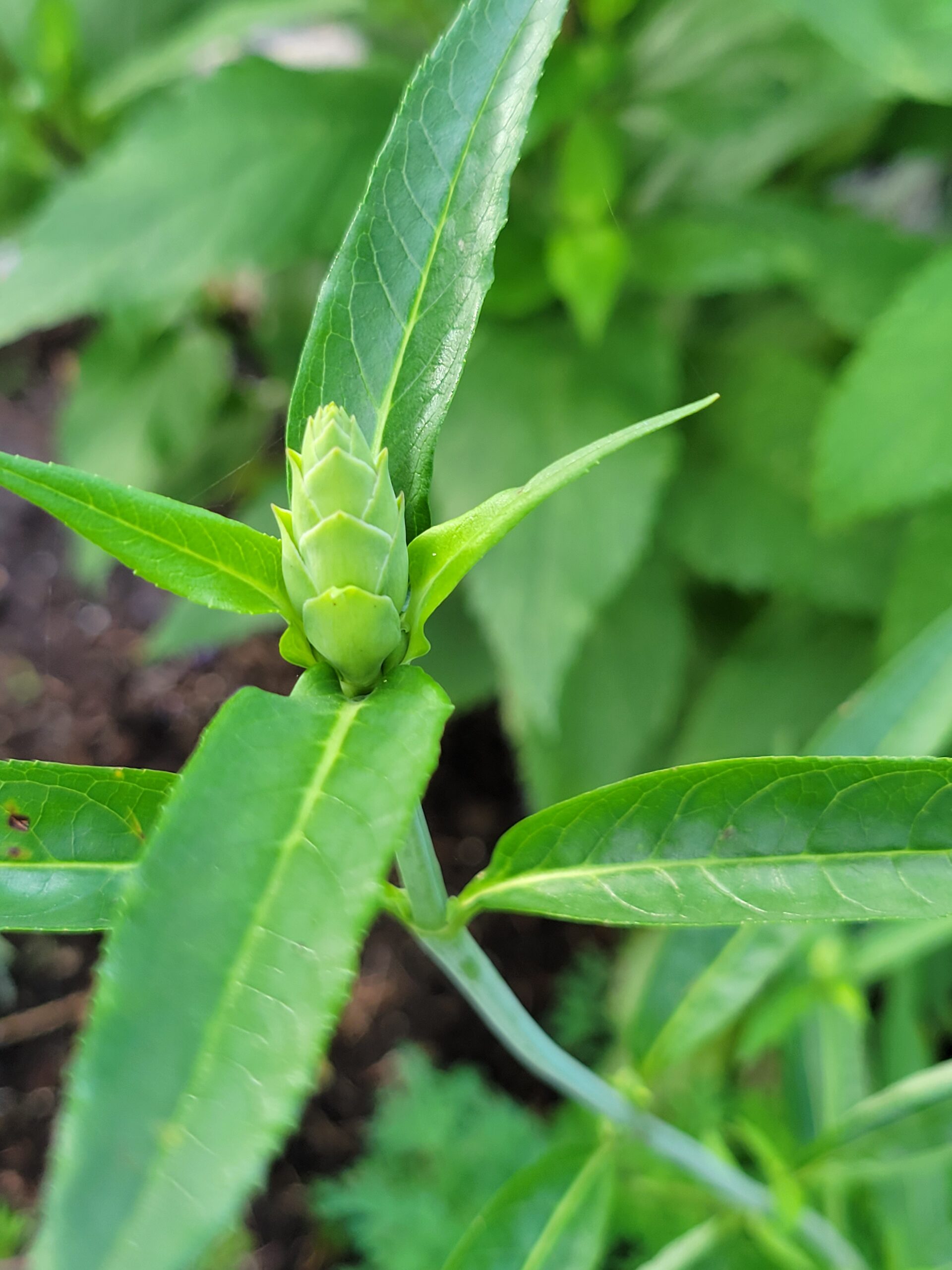 Common Turtlehead (Chelone glabra) Canada Native