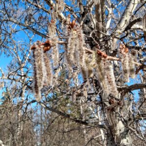 Aspen, Trembling (Populus tremuloides) Alberta Native