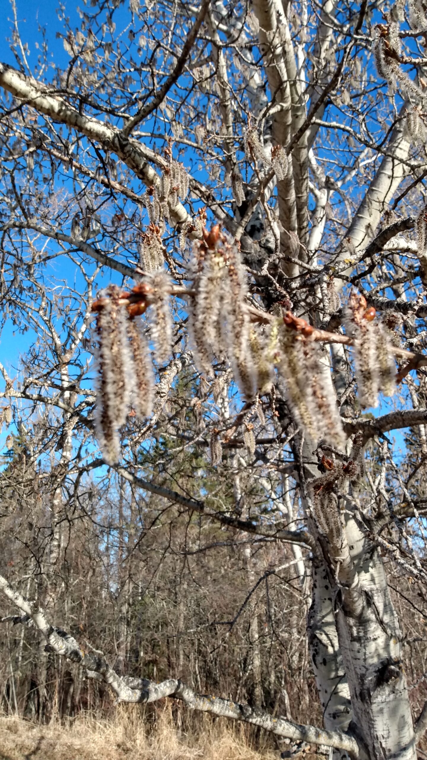 Aspen, Trembling (Populus tremuloides) Alberta Native