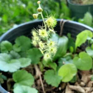 Naked Bishop's Cap/Naked Miterwort (Mitella nuda) Alberta Native
