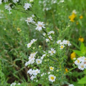 White Prairie Aster (Symphyotrichum falcatum) Alberta Native