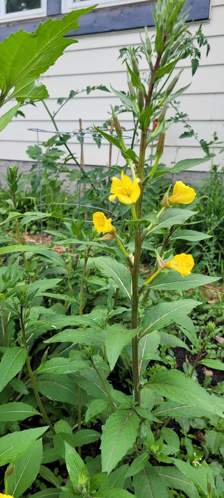 Evening Primrose (Oenothera biennis) Alberta Native - Image 2